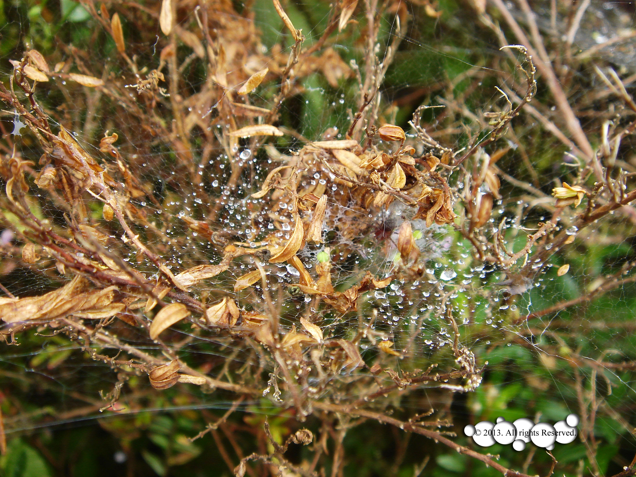 Spider Web, spiderman been here yesterday...
